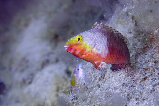 fish in the sea underwater photography of a vieja in canary island