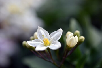 Nahaufnahme von weißen Jasminblüten und -knospen