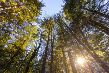 Fototapeta premium Mystical View of the Rain Forest during a sunny Spring Season. Alice Lake Provincial Park, Squamish, North of Vancouver, British Columbia, Canada.