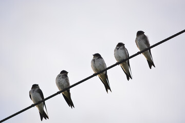 Birds on a wire