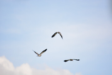 Birds flying