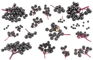Set of different elderberry twigs isolated on a white background. Ripe black Elderberries. Sambucus.