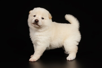 Shiba inu on colored backgrounds