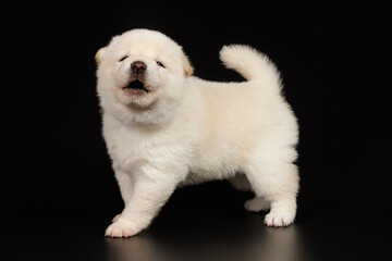 Shiba inu on colored backgrounds