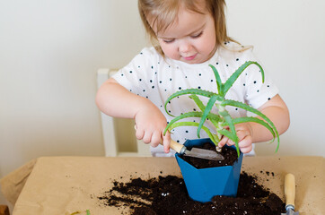 Blonde little girl toddler planting or transplanting home plants. Spring time, home gardening,...