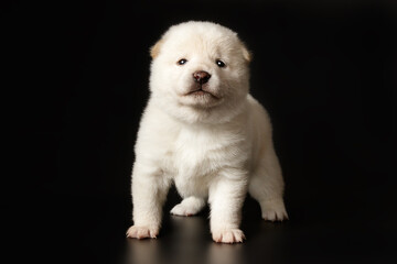 Shiba inu on colored backgrounds