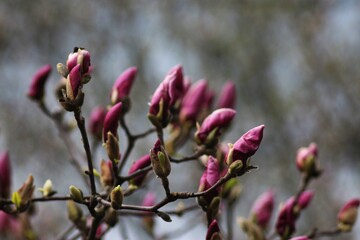 Blooming Magnolia at the Botanical Garden