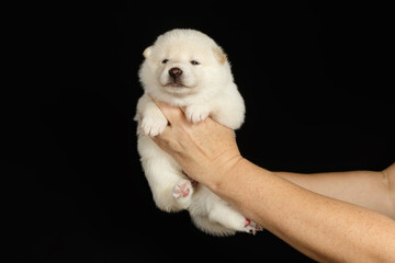 Shiba inu on colored backgrounds