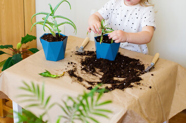 Blonde little girl toddler planting or transplanting home plants. Spring time, home gardening, caring houseplants. Mindfulness lessons. Earth Day. Little helper by chores.