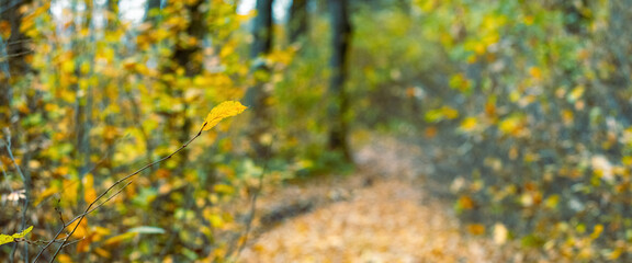 Banner. Autumn forest with a branch and a yellow leaf on a blurred background. Road in the autumn forest