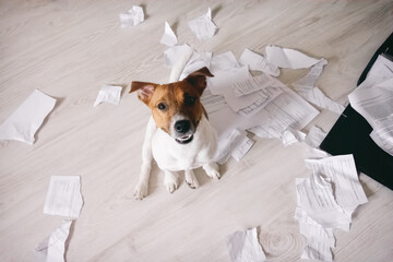 Happy dog shred important paper documents. Bad puppy made a mess in the room. Leave alone naughty pet at home