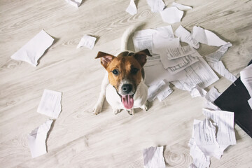 Naughty Dog made mess on the floor. Bad puppy torn paper documents in pieces. Bad pet sitting,  looking up on his owner