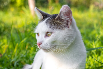 Close-up portrait of a young cat in the garden