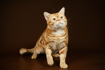 American shorthair cat on colored backgrounds