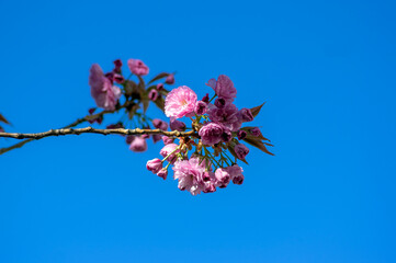 Prunus serrulata Japanese cherry tree double flower cultivation called sakura or taihaku in bloom, flowering oriental cherry