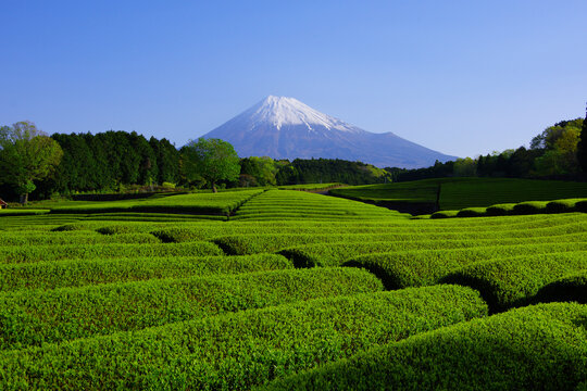 Green tea field and Mt. Fuji from Obuchi Sasaba in Fuji City Japan 04/20/2021