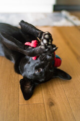 Black Labrador Retriever Shepherd Mix