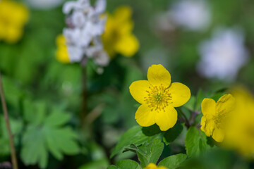 Anemonoides ranunculoides yellow wood anemone in bloom, buttercup flowering small forest plant