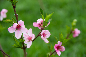 Peach flowers blossom in spring.