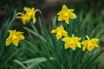 Beautiful yellow daffodils in a spring garden. Springtime blooming narcissus flowers.