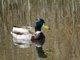 mallard drake (Anas platyrhynchos) with reflection on calm waters