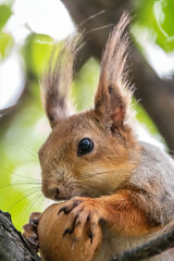 Obraz premium The squirrel with nut sits on a branches in the spring or summer. Portrait of the squirrel close-up