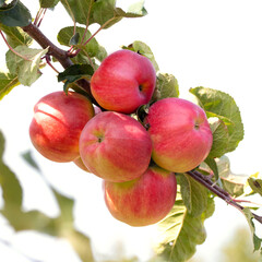 Red ripe apples on a tree in sunny weather