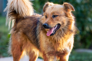 Brown shaggy dog on a blurred background on a sunny day