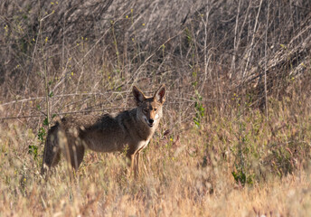 Fototapeta na wymiar Lone coyote in the brush