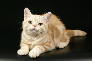 Fototapeta premium American shorthair cat on colored backgrounds