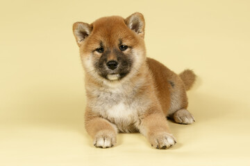 Shiba inu on colored backgrounds