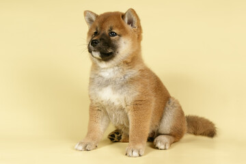 Shiba inu on colored backgrounds