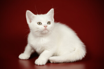 American shorthair cat on colored backgrounds