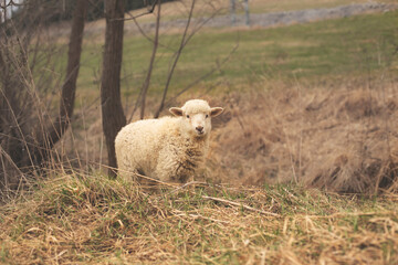 Lamb grazing on the green meadow during spring season.