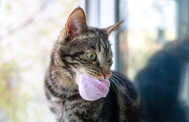 cat sits on the window and holds pink socks in his mouth