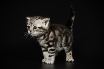 American shorthair cat on colored backgrounds