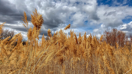 Blue sky with grey clouds after rain. Dried old grass in the foreground