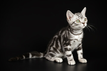 Obraz premium American shorthair cat on colored backgrounds