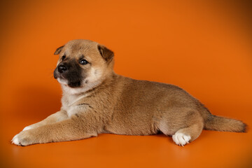 Shiba inu on colored backgrounds