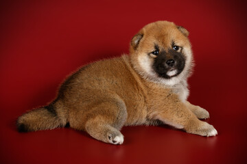 Obraz premium Shiba inu on colored backgrounds