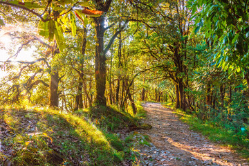 Obraz premium Vivid morning in colorful forest with sun rays through branches of trees.