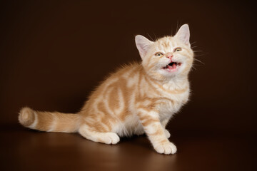 American shorthair cat on colored backgrounds