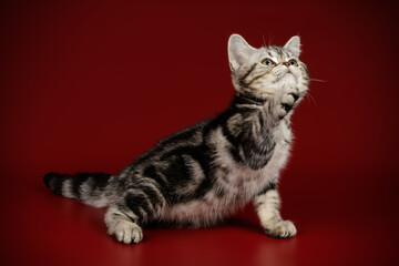 American shorthair cat on colored backgrounds