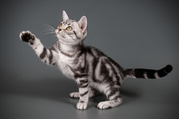 American shorthair cat on colored backgrounds