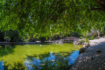 Artificial lake at the National Garden of Athens - Greece. It is a public park behind the Greek Parliament at Syntagma square and the Zappeion Hall neoclassical building. Ducks swimming, sunny day