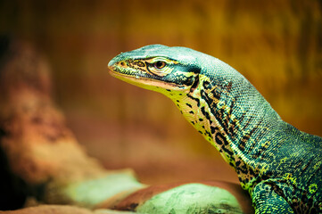 Naklejka premium Varanus - reptile lizard monitor lizard in detail.