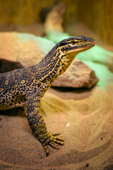 Varanus - reptile lizard monitor lizard in detail.