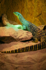 Fototapeta premium Varanus - reptile lizard monitor lizard in detail.