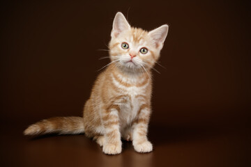 American shorthair cat on colored backgrounds