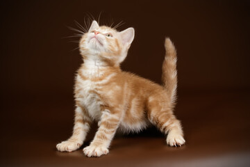 American shorthair cat on colored backgrounds